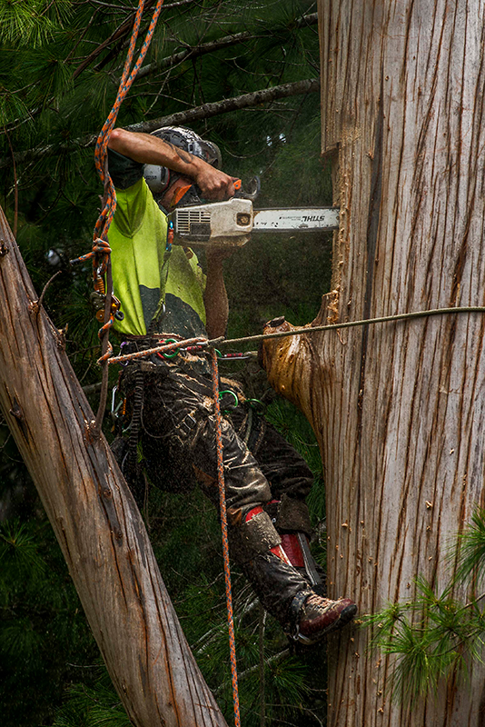 Everglades branching out to help save local wildlife - blog post image